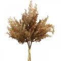 Floristik24 Herbe de pampa artificielle marron décoration sèche herbe ornementale 35cm 4pcs