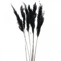 Floristik24 Herbe de la pampa noire 65-75cm herbe sèche décoration naturelle 6 pièces