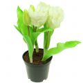 Floristik24 Tulipe perroquet en pot Blanc Real-Touch 23cm