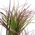 Floristik24 Herbe de papyrus artificielle en pot Vert, rouge violet 45cm