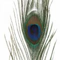 Floristik24 Plumes de paon déco vraies plumes pour artisanat naturel 24-32cm 24pcs