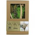 Floristik24 Bouquet de fleurs séchées eucalyptus coffret fleuristerie sèche H30-35cm