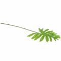 Floristik24 Philodendron Feuille Vert 40cm