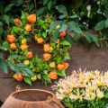 Couronne décorative artificielle physalis orange et verte Ø28cm | Floristik24.fr