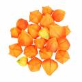 Floristik24 Physalis Orange Assortiment de 22 calices de fleurs artificielles décoratives