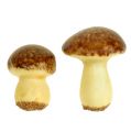 Floristik24 Mélange de champignons bruns 24 p.
