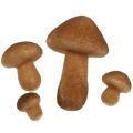 Floristik24 Mélange de champignons brun clair 2cm - 8cm 12pcs