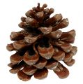 Floristik24 Pinus Pinea moyen 10/14cm naturel 50p