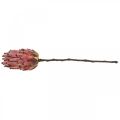 Artificielle Protea Red Fleur artificielle exotique H55cm