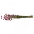 Floristik24 Fleurs de paille fleurs séchées bouquet d&#39;acroclinium rose 20g