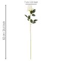 Roses artificielles blanches, longues tiges, 62 cm, 12 pièces | Floristik24.fr