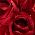 Roses artificielles rouges avec tige longue 62 cm - Lot de 12 | Floristik24.fr