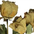 Floristik24 Rose fleur séchée, Saint Valentin, fleuristerie séchée, roses décoratives rustiques jaune-violet L45-50cm 5pcs