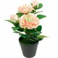 Floristik24 Rose décorative en pot, Fleurs de soie romantiques, Pivoine rose