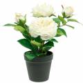 Floristik24 Pivoine dans un pot, rose décorative romantique, fleur de soie blanc crème