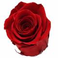 Floristik24 Roses infinies grandes Ø5.5-6cm rouges 6pcs
