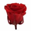 Floristik24 Roses stabilisées moyennes Ø4-4.5cm rouge 8pcs