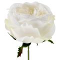Floristik24 Fleur de rose blanche 17cm 4pcs