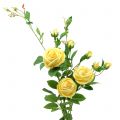Floristik24 Branche de rose jaune 100cm