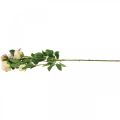 Floristik24 Branche de rose, roses en soie, branche artificielle rose, crème L66cm Ø3/5cm