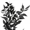 Floristik24 Branches de Ruscus branches décoratives fleurs séchées noires 200g