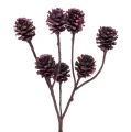 Floristik24 Branches de Salignum avec cônes Berry 25pcs