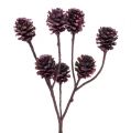 Floristik24 Branches naturelles avec pommes de pin teintées couleur baie, lot de 25