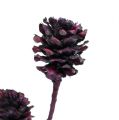 Branches naturelles avec pommes de pin teintées couleur baie, lot de 25 | Floristik24.fr