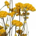 Floristik24 Botte d&#39;arbuste curry, fleur séchée jaune, soleil d&#39;or, hélichryse d&#39;Italie L58cm 45g