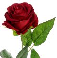Floristik24 Roses de velours rouge 65cm 6P