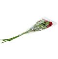 Floristik24 Roses de velours rouge 65cm 6P