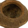 Lot de 3 pots en noix de Sapucaia naturelle Ø14cm H10cm | Floristik24.fr