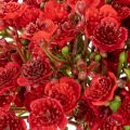 Kraut artificiel rouge 30 cm -