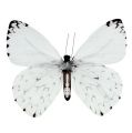 Floristik24 Papillon blanc 20cm sur fil 2pcs