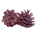 Floristik24 Pommes de pin noires décoration naturelle rouge dépolies 5–7cm 1kg