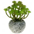 Floristik24 Plantes artificielles en pot Succulente Artificielle Verte H15cm