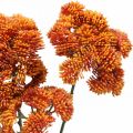 Floristik24 Sedum artificiel sedum orange décoration d&#39;automne 70cm 3pcs