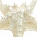 Floristik24 Étoile de mer déco grande étoile de mer blanche séchée 19-26cm 5pcs