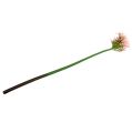 Floristik24 Fleur en soie agapanthe rose 80cm