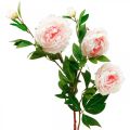Floristik24 Fleur de pivoine artificielle en soie rose clair, blanc 135cm