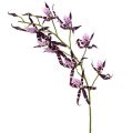 Floristik24 Orchidées araignées Brassia violet 108cm 3pcs
