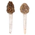 Floristik24 Morilles artificielles décoratives à piquer pour pots de fleurs et tables, 13 cm, lot de 2