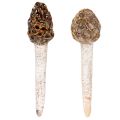 Morilles artificielles décoratives à piquer pour pots de fleurs et tables, 13 cm, lot de 2 | Floristik24.fr