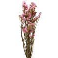 Floristik24 Fleurs Séchées Lilas Rose Limonium Plage 60cm 50g