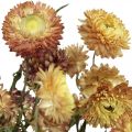 Floristik24 Fleur de paille Jaune, Rouge séchée Helichrysum fleur séchée 50cm 60g
