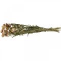 Floristik24 Fleur de paille Jaune, Rouge séchée Helichrysum fleur séchée 50cm 60g