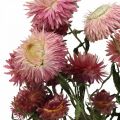 Floristik24 Strawflower Pink Helichrysum fleurs séchées bouquet 45cm 45g