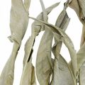 Floristik24 Feuilles de Strelitzia séchées vertes givrées 45-80cm 10pcs
