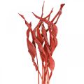 Feuilles de Strelitzia rouge givré floristique sèche 45-80cm 10p