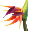 Floristik24 Strelitzia oiseau de paradis fleur 62cm